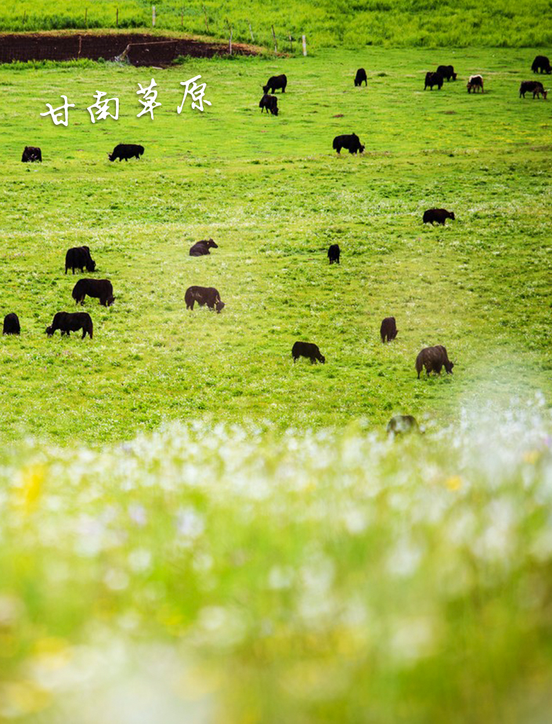 五一甘南草原景点攻略，甘南草原路线推荐